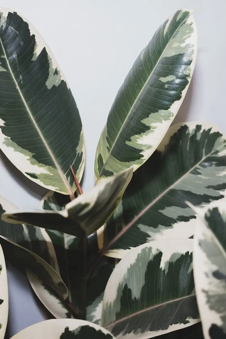 ÄSTHETIKA Store Gummibaum